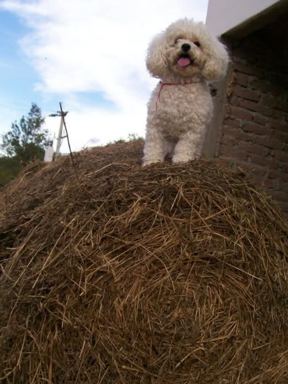 Imagen de publicación